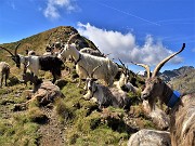 34 Capre orobiche al colletto in cresta di salita al Monte di sopra